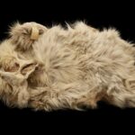 salish-woolly-dog-pelt-returns-to-bc.