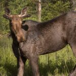 manitobas-handling-of-moose-hunting-an-infringement-on-treaty-rights:-court-documents
