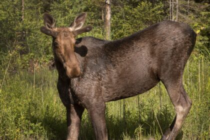 manitobas-handling-of-moose-hunting-an-infringement-on-treaty-rights:-court-documents