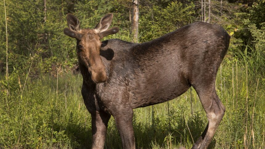 manitobas-handling-of-moose-hunting-an-infringement-on-treaty-rights:-court-documents