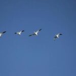 avian-flu-suspected-in-27-harvested-iqaluit-birds