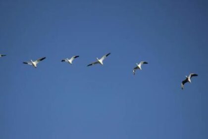 avian-flu-suspected-in-27-harvested-iqaluit-birds