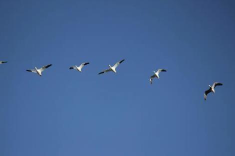 avian-flu-suspected-in-27-harvested-iqaluit-birds