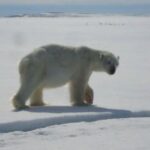 sanikiluaq-hunter-and-trapper-organization-loses-appeal-over-polar-bear-harvest