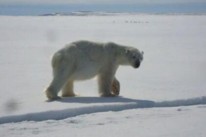 sanikiluaq-hunter-and-trapper-organization-loses-appeal-over-polar-bear-harvest
