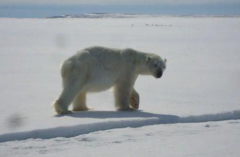 sanikiluaq-hunter-and-trapper-organization-loses-appeal-over-polar-bear-harvest