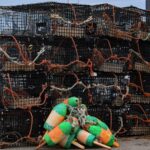 illegal-lobster-crackdown-leads-to-arrests,-catches-returned-to-ocean