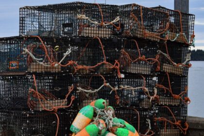 illegal-lobster-crackdown-leads-to-arrests,-catches-returned-to-ocean