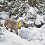 frustrated-with-government-inaction,-quebec-first-nation-takes-caribou-conservation-fight-to-court