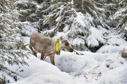frustrated-with-government-inaction,-quebec-first-nation-takes-caribou-conservation-fight-to-court