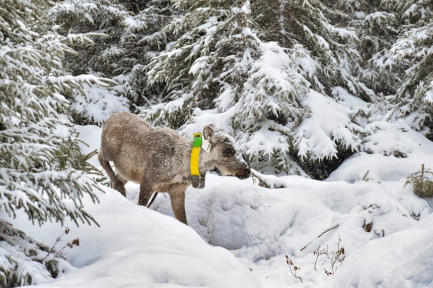 frustrated-with-government-inaction,-quebec-first-nation-takes-caribou-conservation-fight-to-court