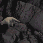 a-polar-bear-cub-lost-his-mom.-hell-spend-the-rest-of-his-life-in-a-zoo