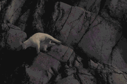 a-polar-bear-cub-lost-his-mom.-hell-spend-the-rest-of-his-life-in-a-zoo