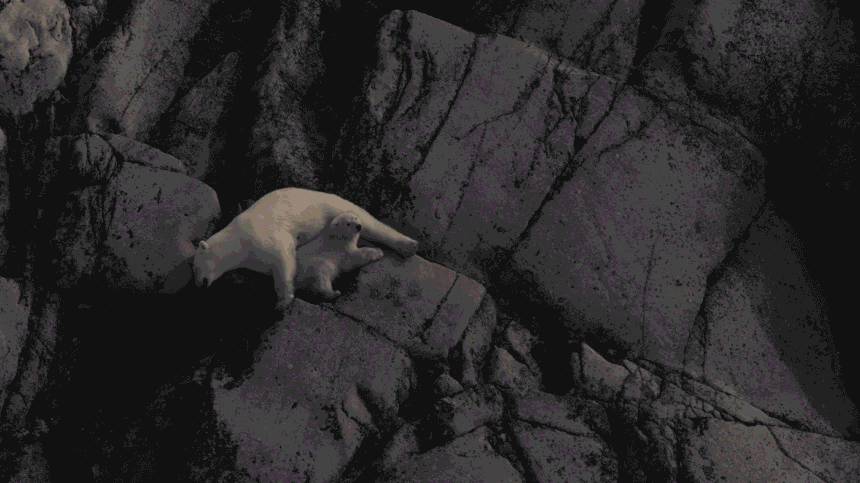 a-polar-bear-cub-lost-his-mom.-hell-spend-the-rest-of-his-life-in-a-zoo