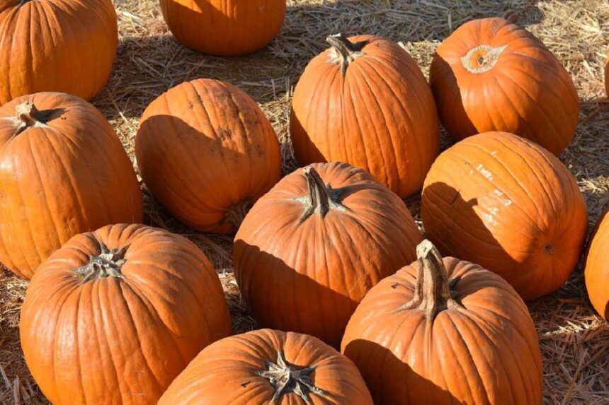 quiz:-a-season-of-thanksgiving