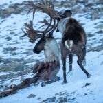 yukon-photographer-captures-caribous-extraordinary-fight-for-survival