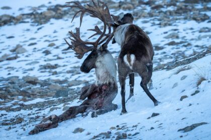 yukon-photographer-captures-caribous-extraordinary-fight-for-survival
