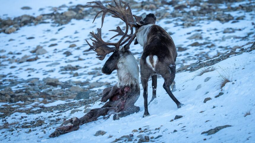 yukon-photographer-captures-caribous-extraordinary-fight-for-survival