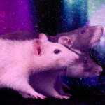 were-losing-the-war-on-rats.-what-if-there-was-a-different-way?