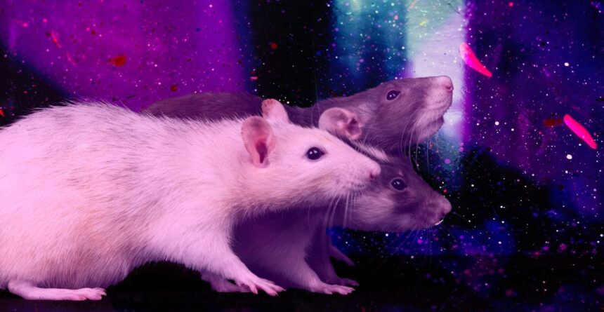 were-losing-the-war-on-rats.-what-if-there-was-a-different-way?