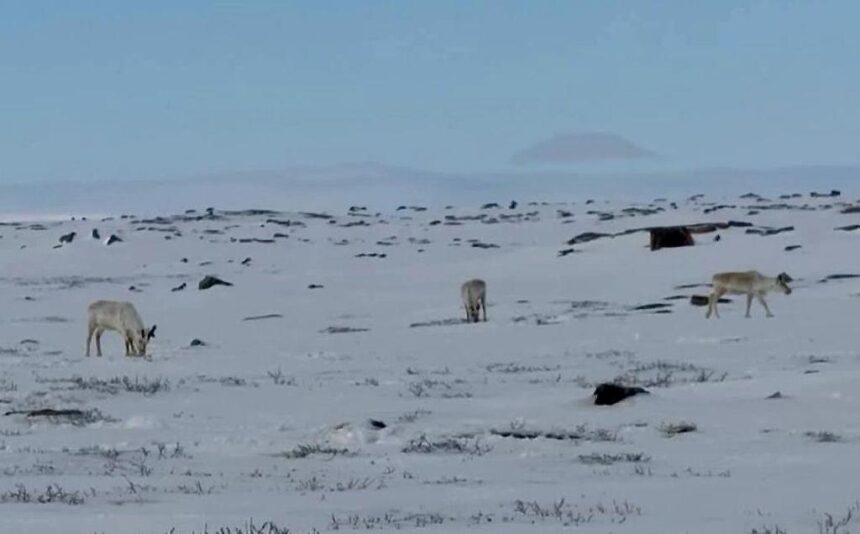 inuit-knowledge-reveals-encouraging-signs-for-southampton-island-caribou-herd
